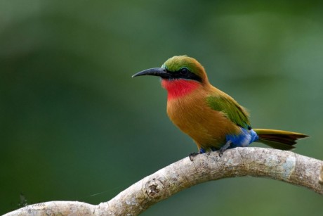 Vlha zelenočelá (Merops bulocki)